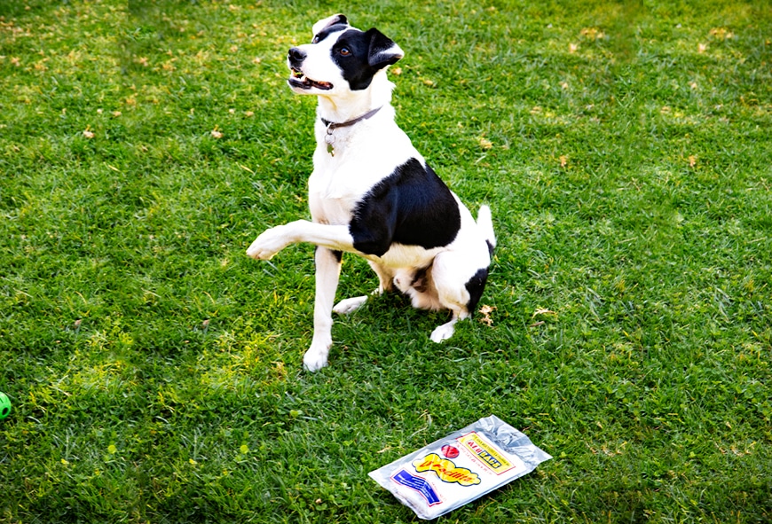 alutip-facilitas-para-tu-mascota